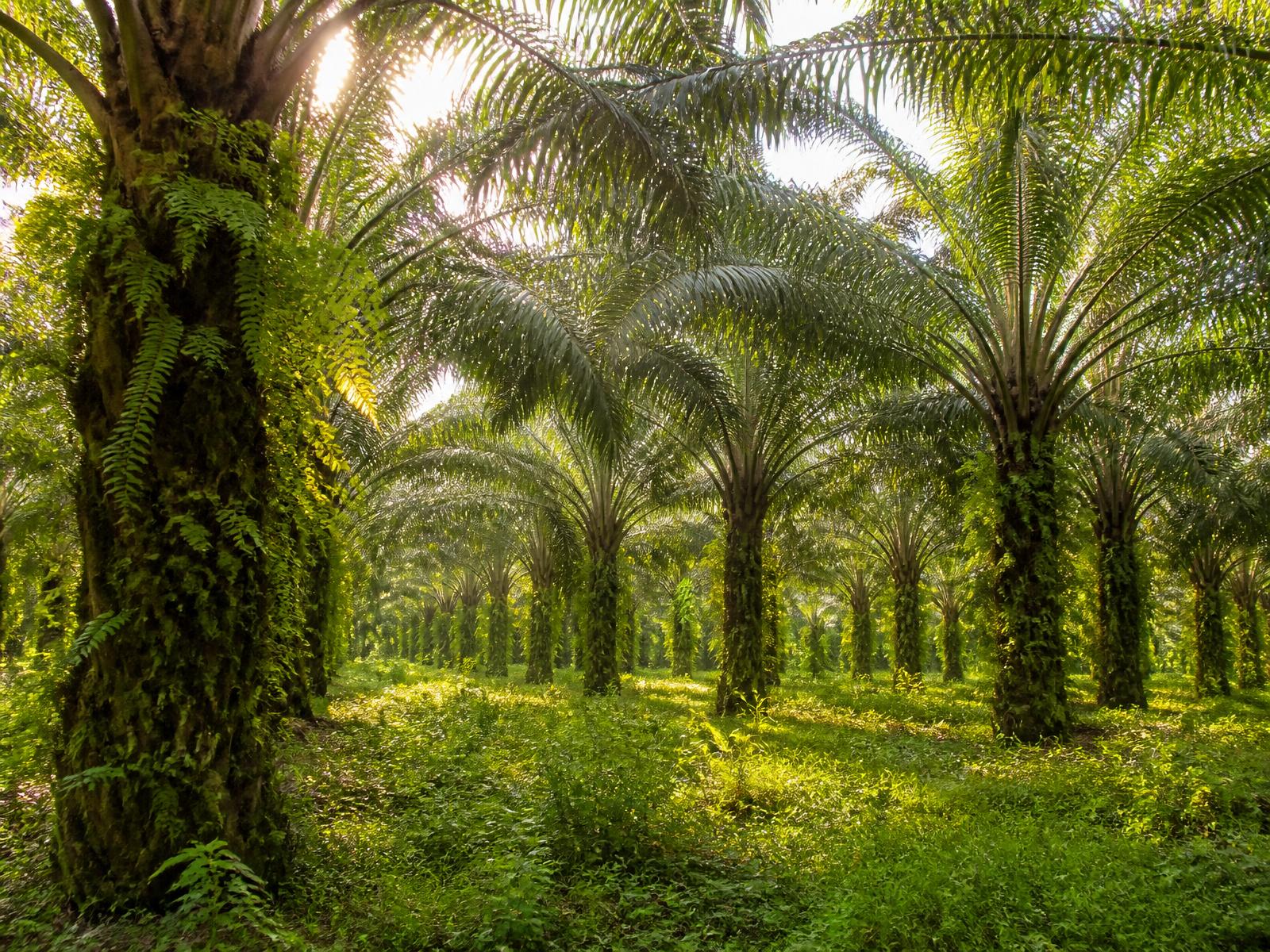 Sacred Heart Seminary — Palm Plantation